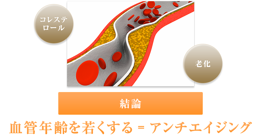 血行改善作用・血管修復